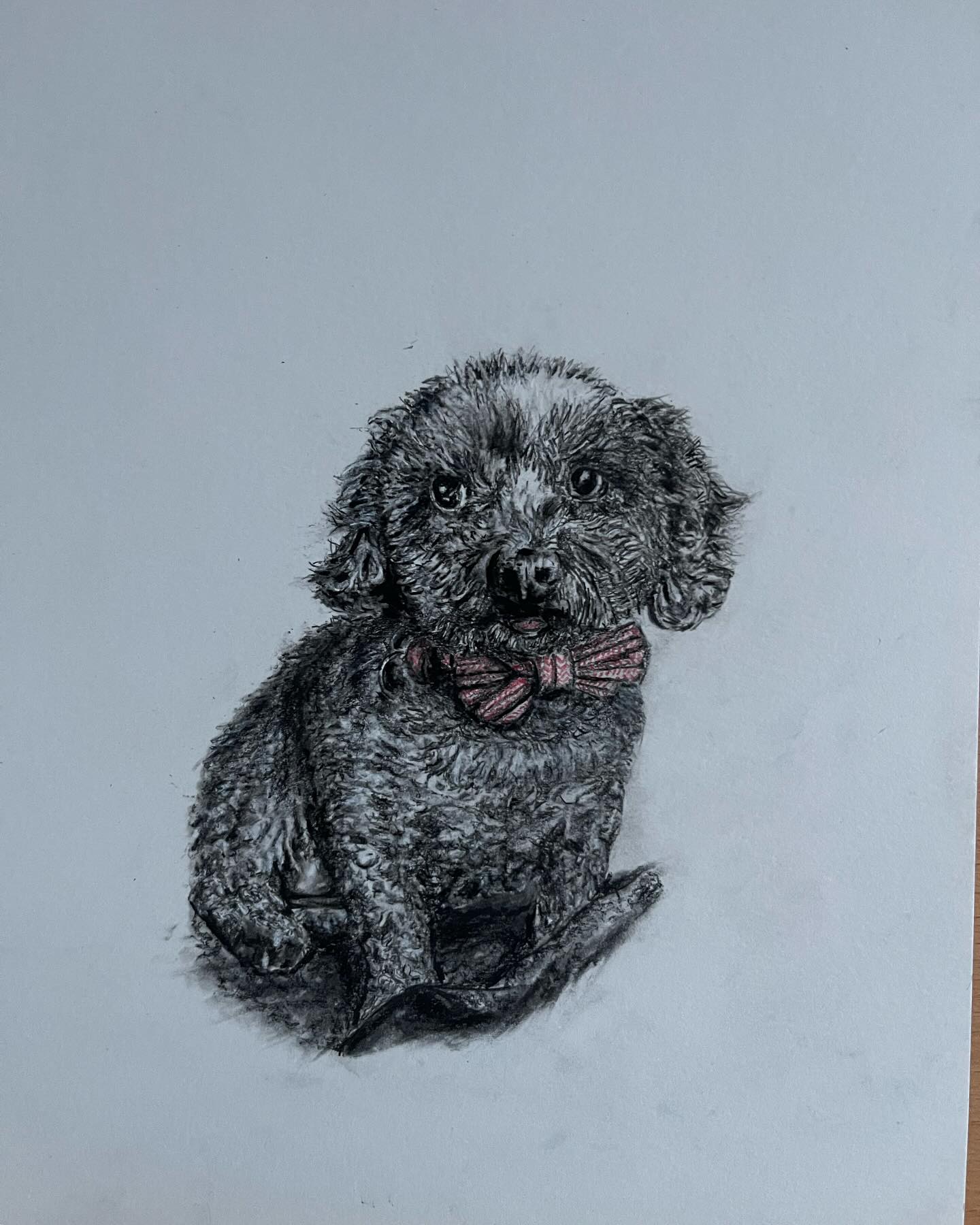 Oscar — Curly-haired black dog with bow tie