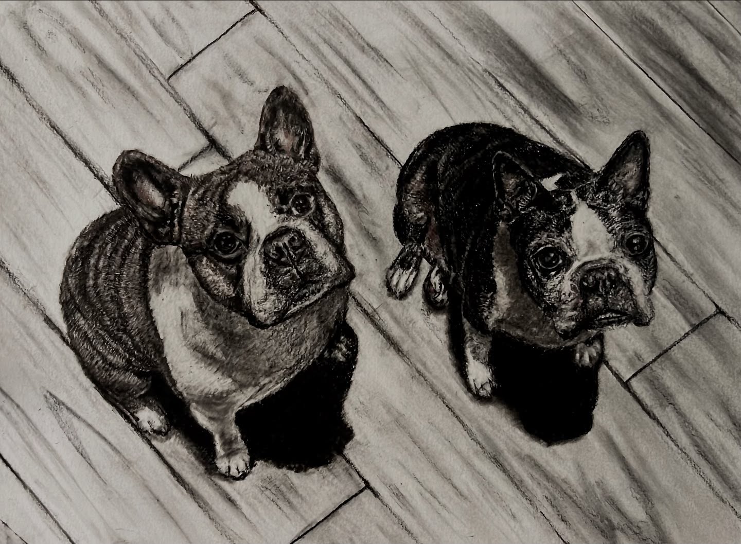 Lionel and Frankie — Two French bulldogs