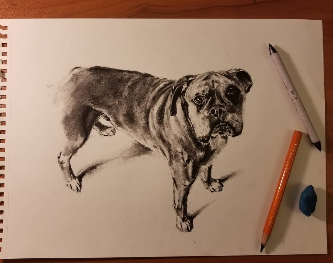 Jake — Boxer dog portrait