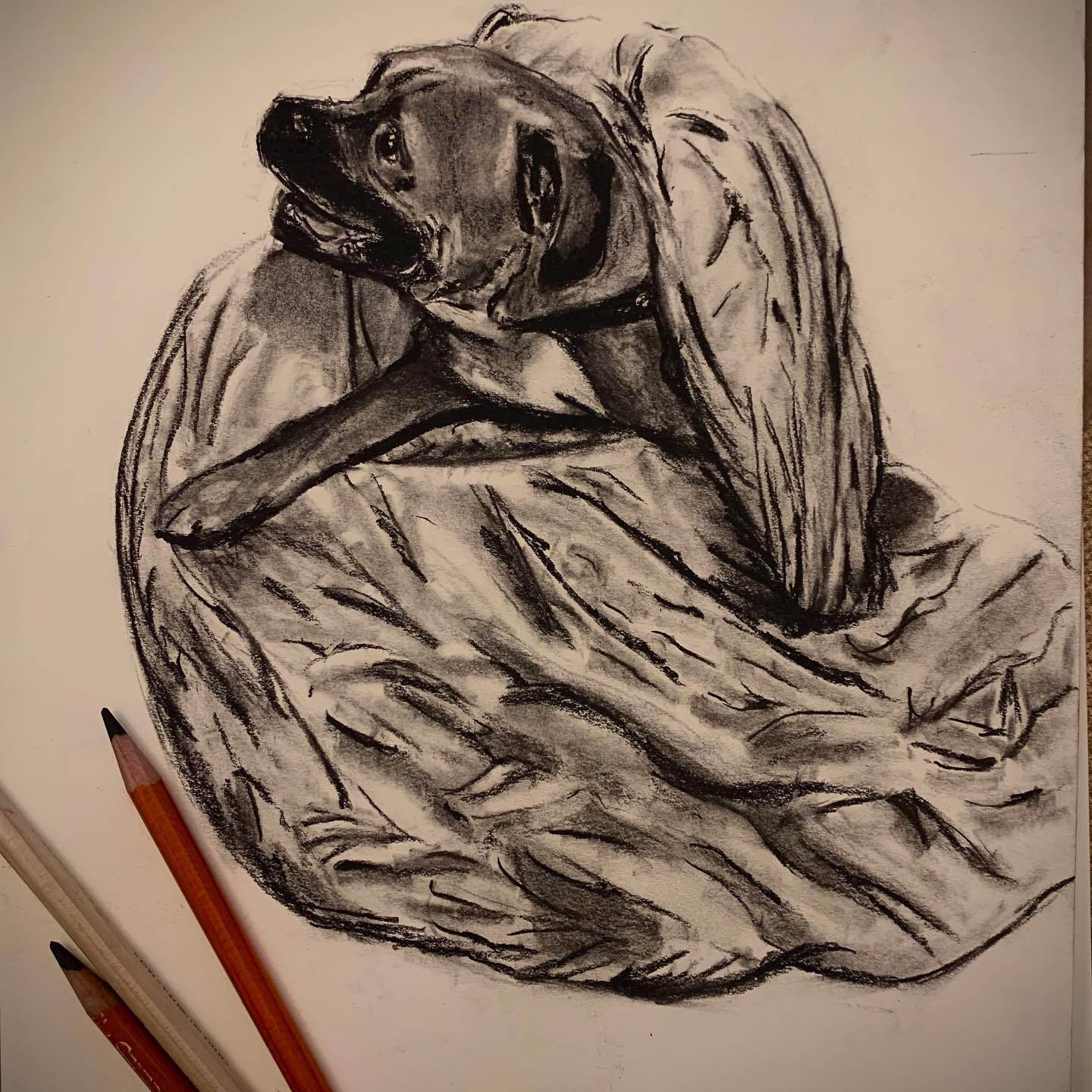 Boxer portrait