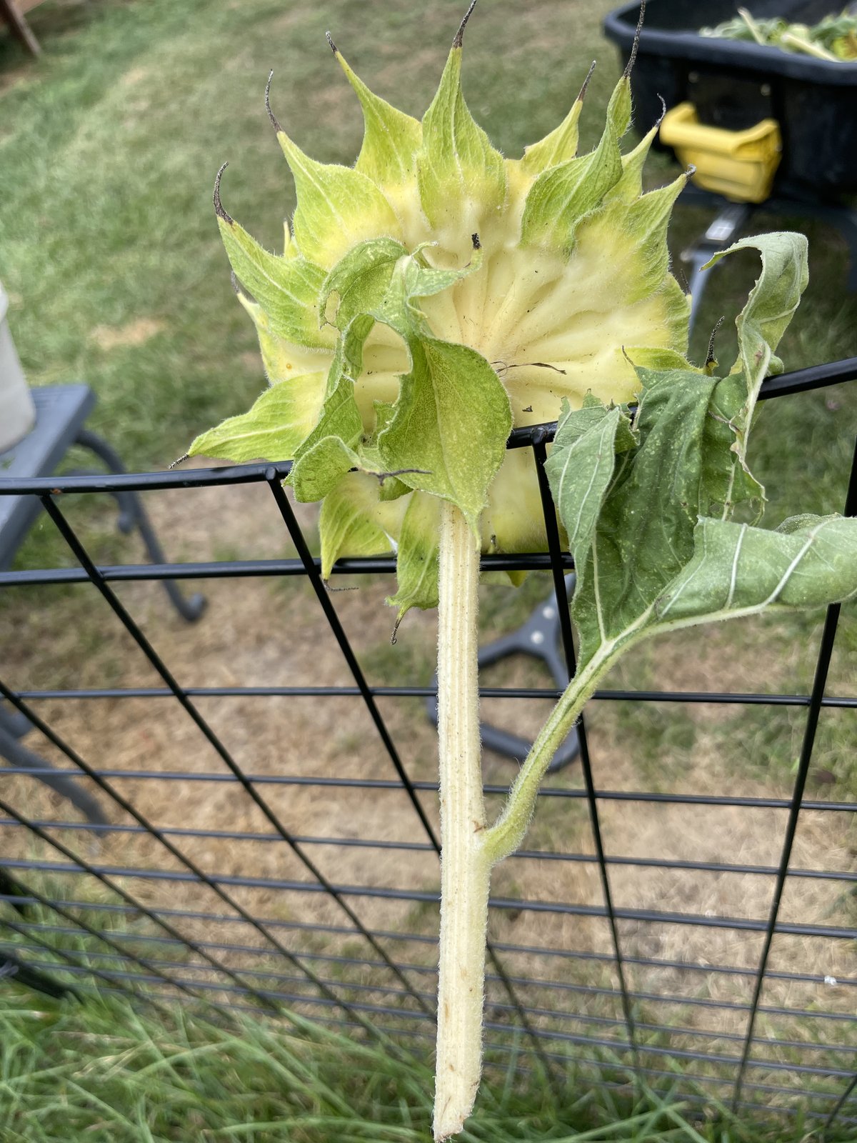 Back of an unripe sunflower head, creamy lemon yellow with thick green fleshy bracts and a green leaf