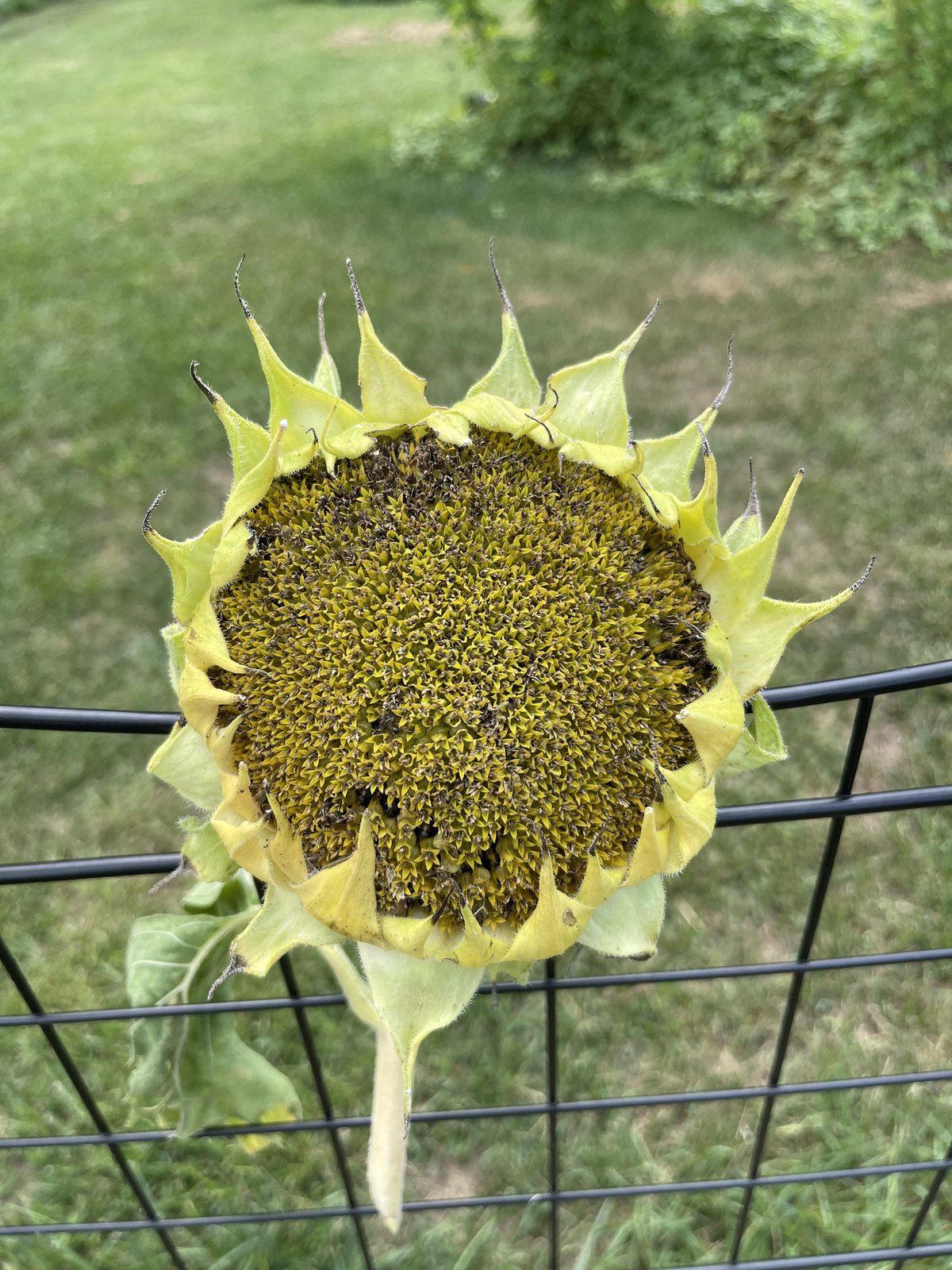 Face of an unripe sunflower head, a dense pincushion of yellow florets still standing up with no seed showing